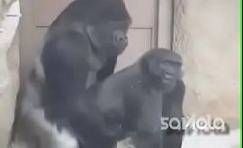 Animal sex gorilas fazendo sexo sendo filmados no zoologico